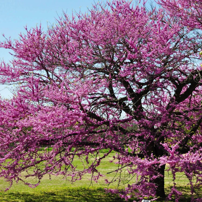 Eastern Redbud Tree