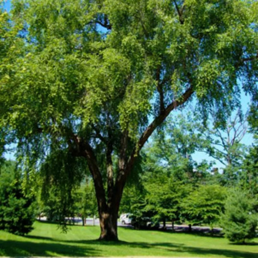 River Birch Tree