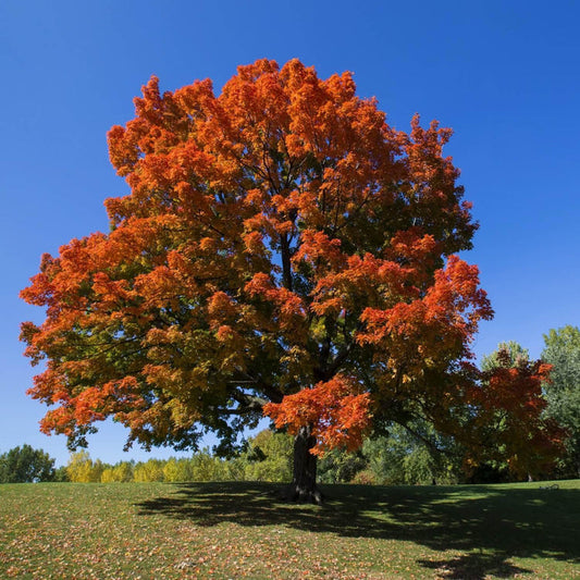 Sugar Maple Tree