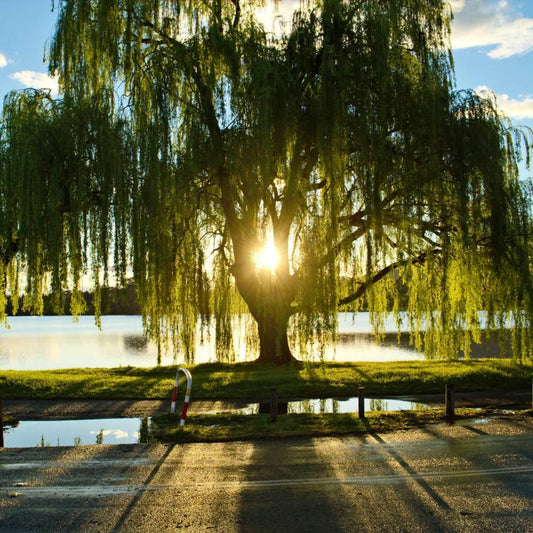 Weeping Willow Tree