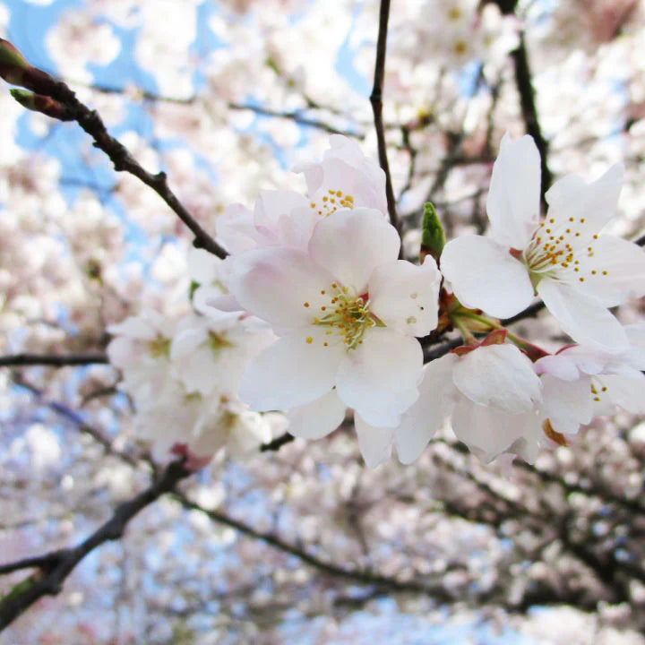 Akebono Flowering Cherry Tree