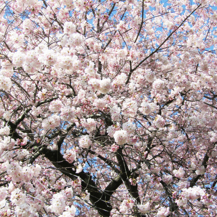 Akebono Flowering Cherry Tree