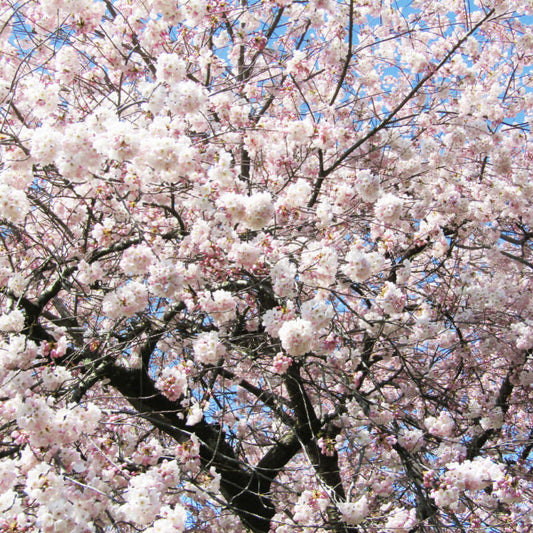 Akebono Flowering Cherry Tree