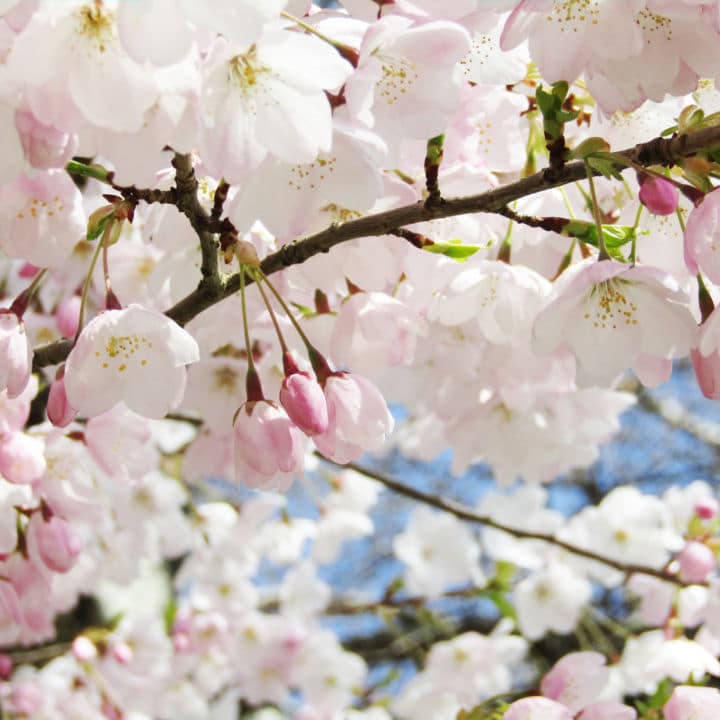 Akebono Flowering Cherry Tree