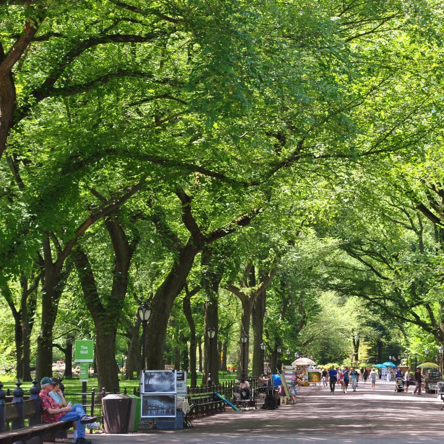 American Elm (Princeton) Tree