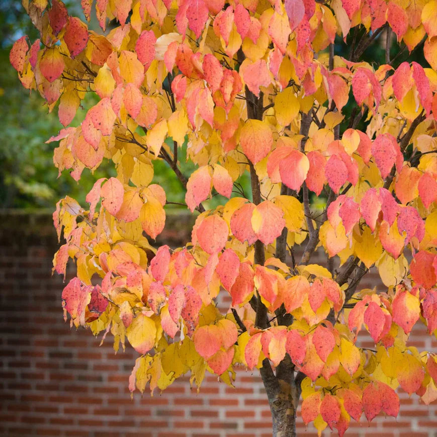 American Elm (Princeton) Tree