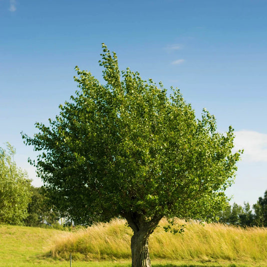 American Elm (Princeton) Tree