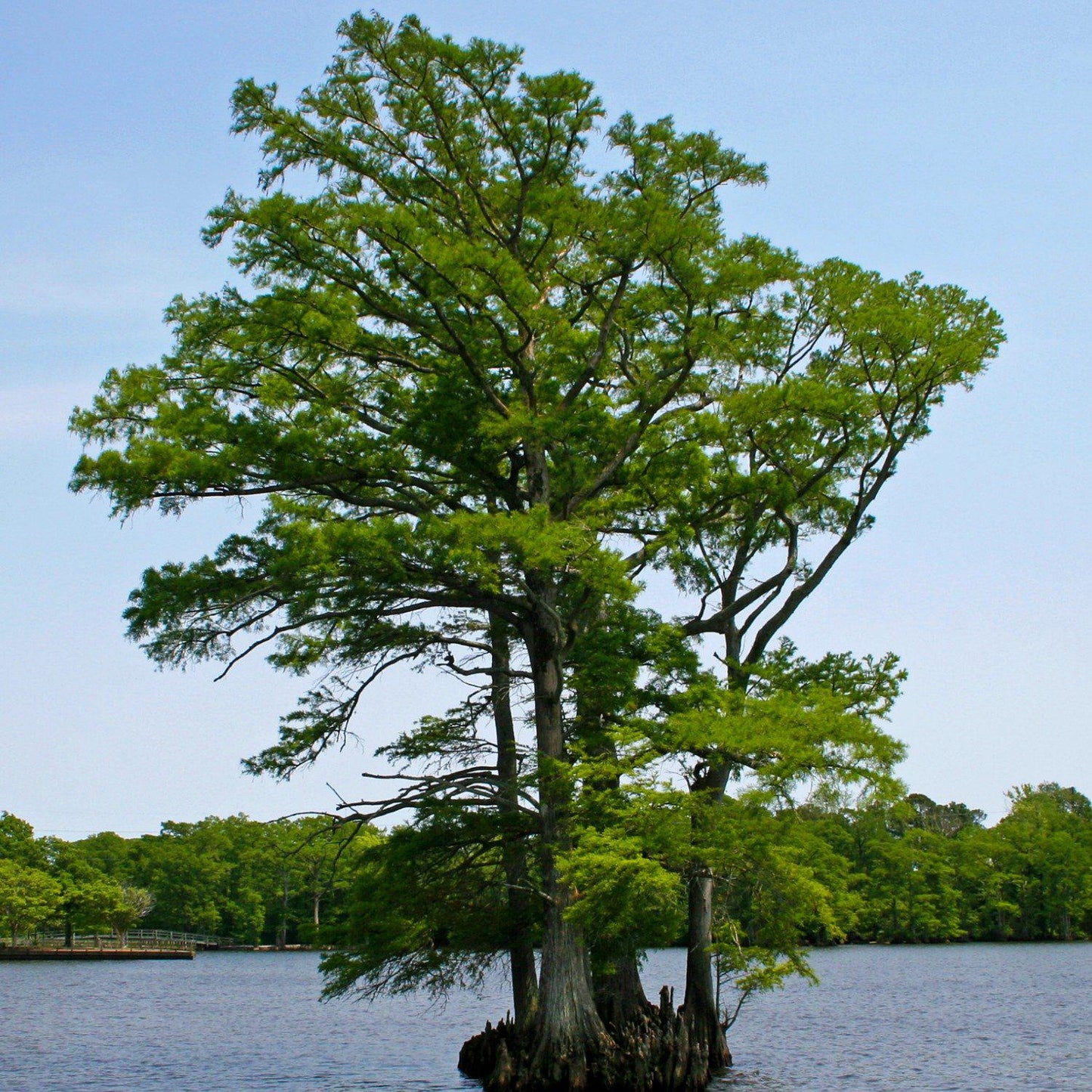 Bald Cypress Tree