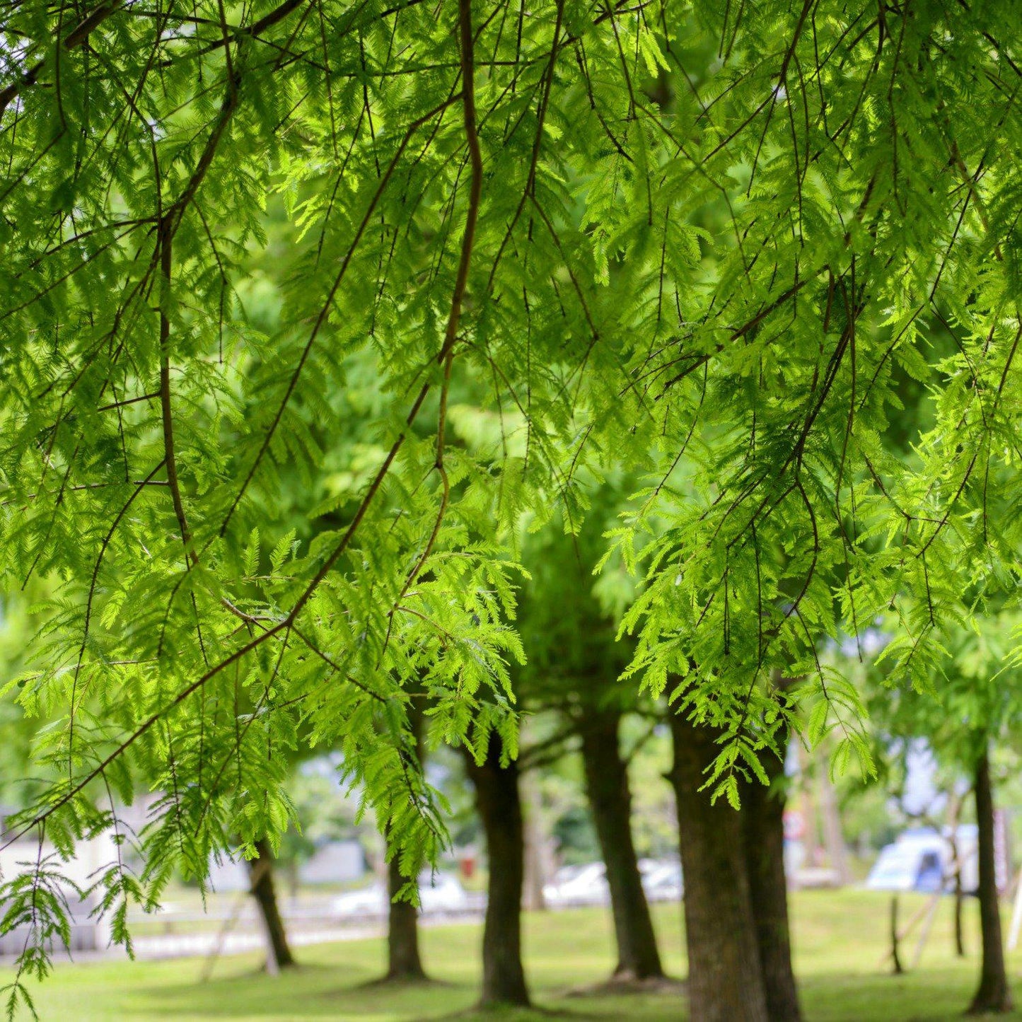 Bald Cypress Tree