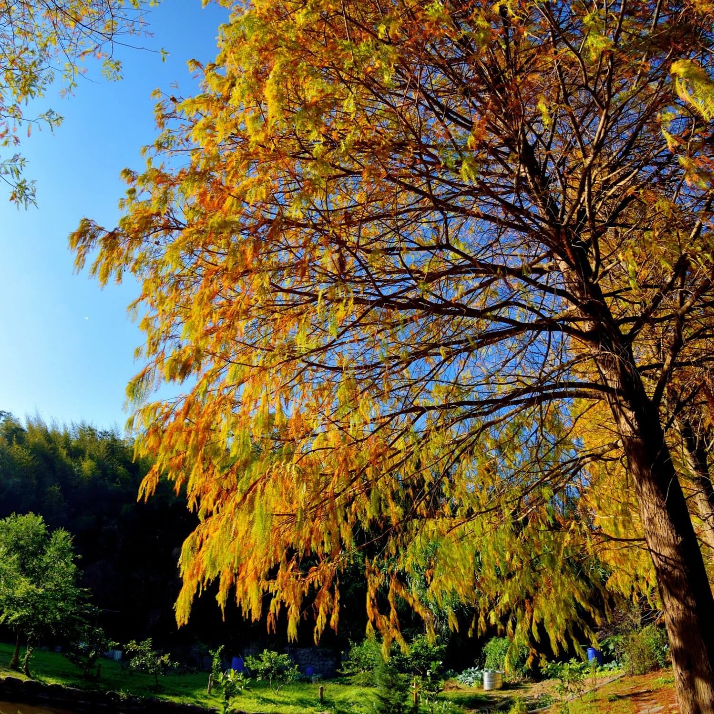 Bald Cypress Tree