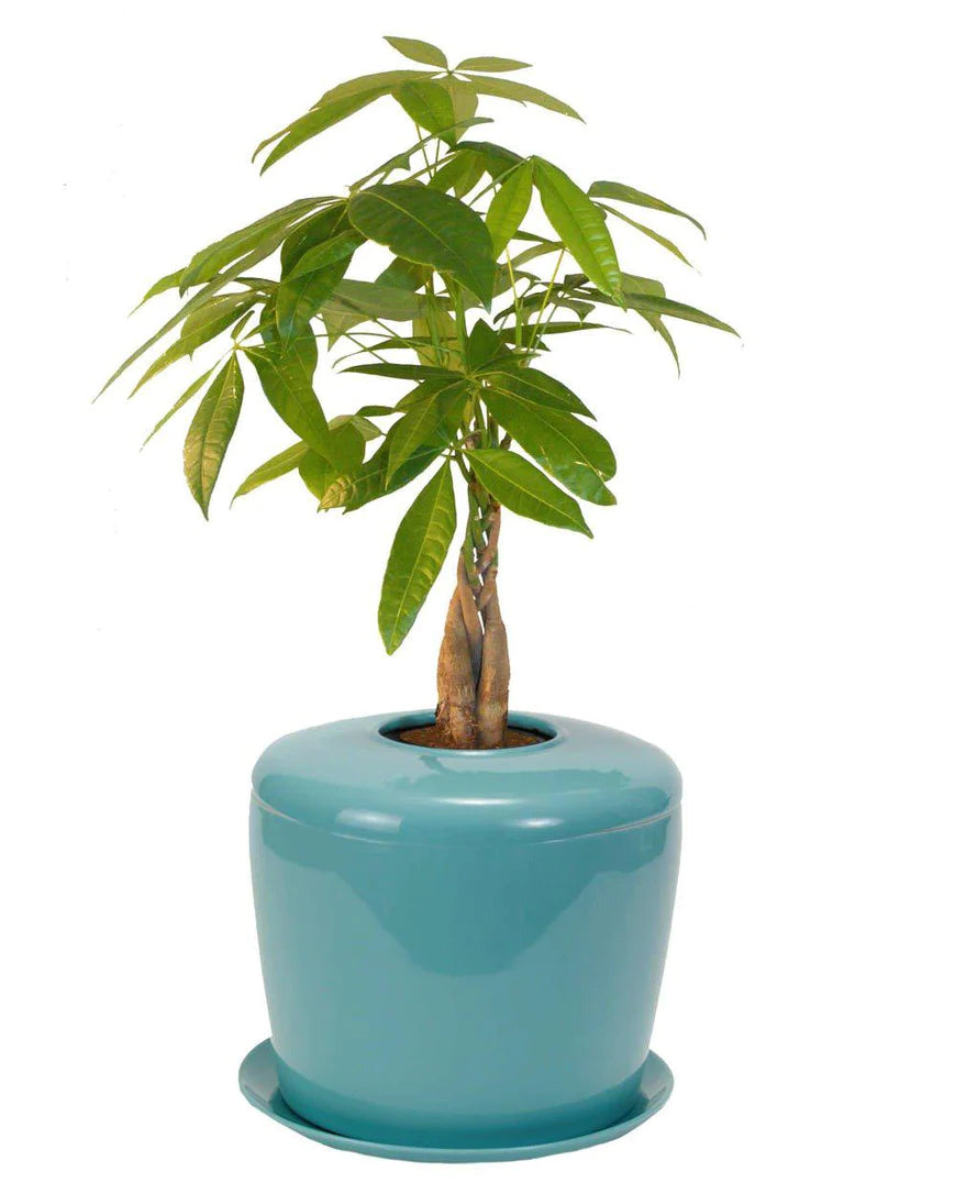 Living Urn Planter + Braided Money Tree