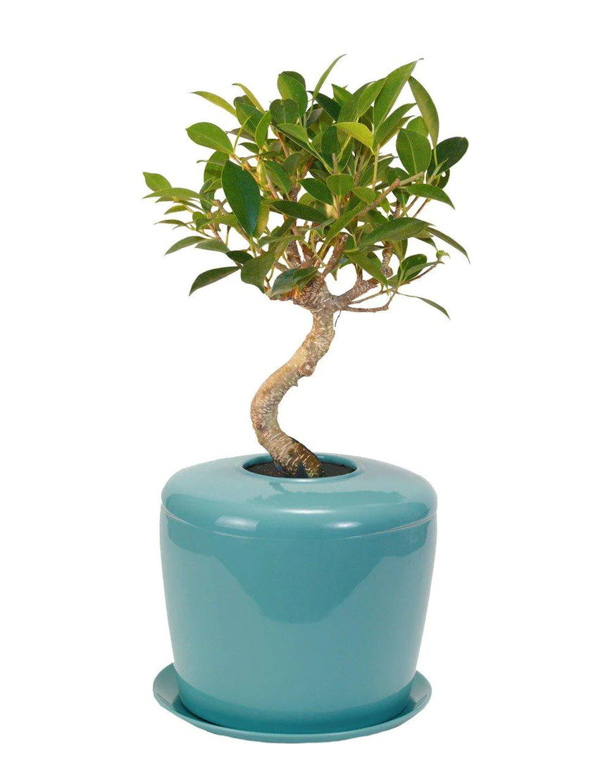 Living Urn Planter + Ficus Retusa Tree