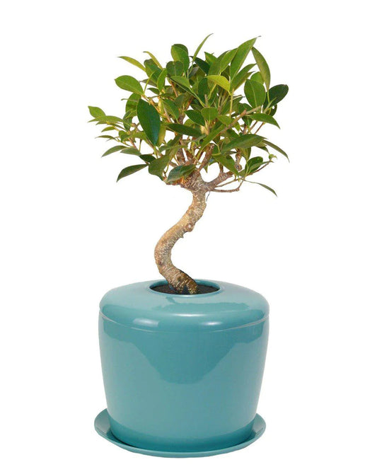 Living Urn Planter + Ficus Retusa Tree