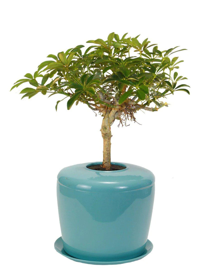 Living Urn Planter + Hawaiian Umbrella Tree