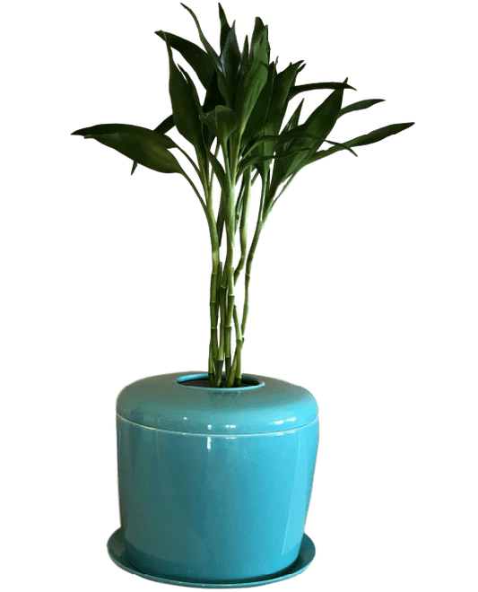 Living Urn Planter + Lucky Bamboo