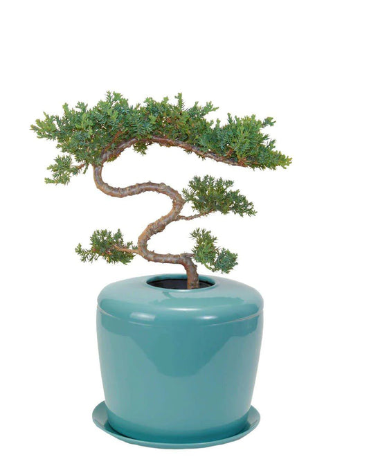 Living Urn Planter + Tiered Juniper Tree