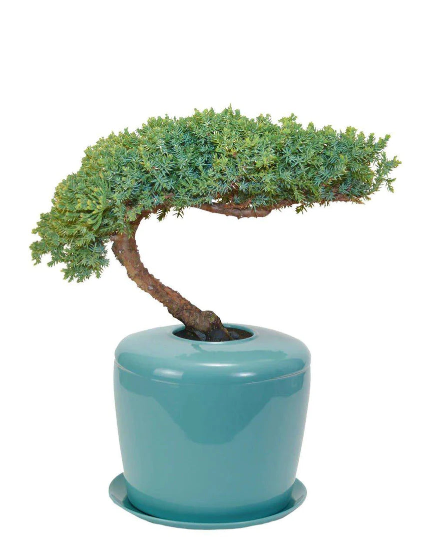 Living Urn Planter + Windswept Juniper Tree