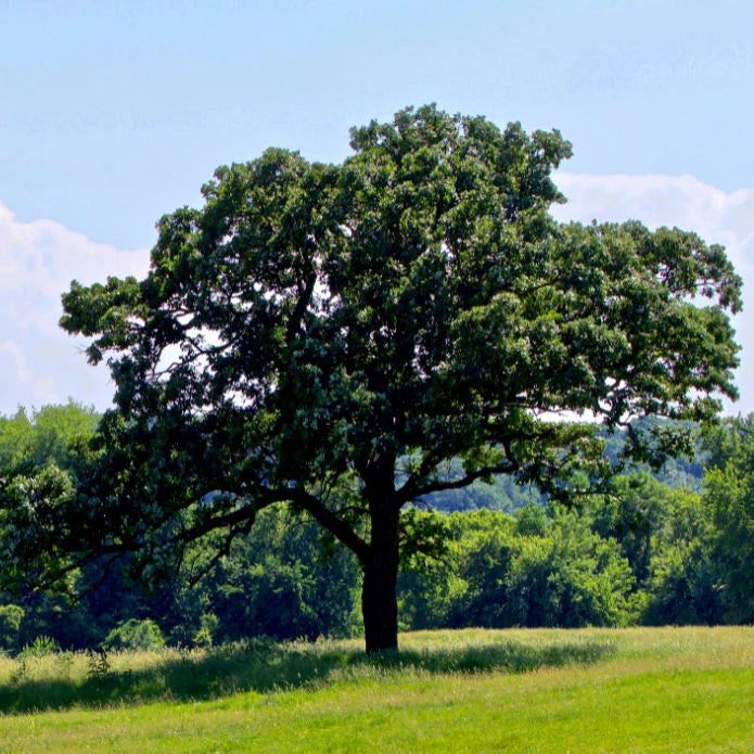 Bur Oak Tree