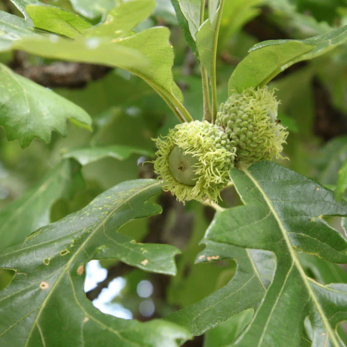 Bur Oak Tree