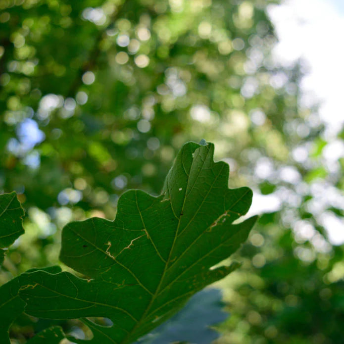 Bur Oak Tree