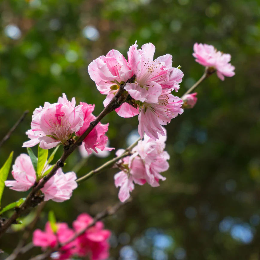 Contender Peach Tree