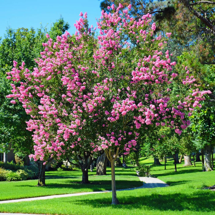 Crape Myrtle (Hopi) Tree