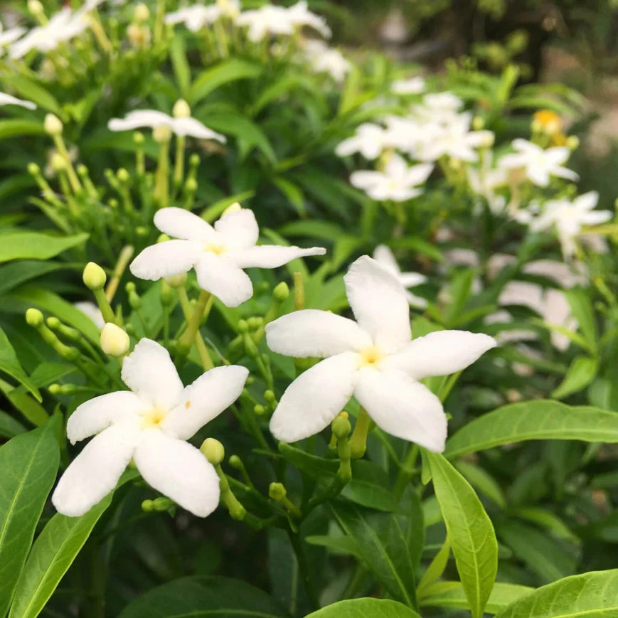 Gardenias Shrub