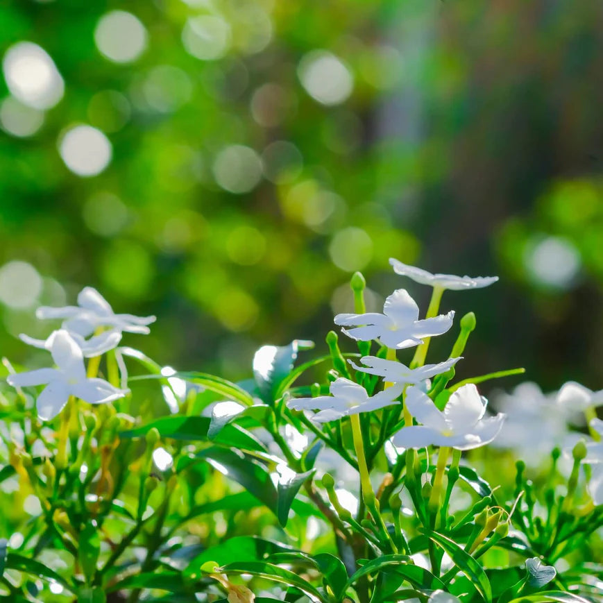 Gardenias Shrub