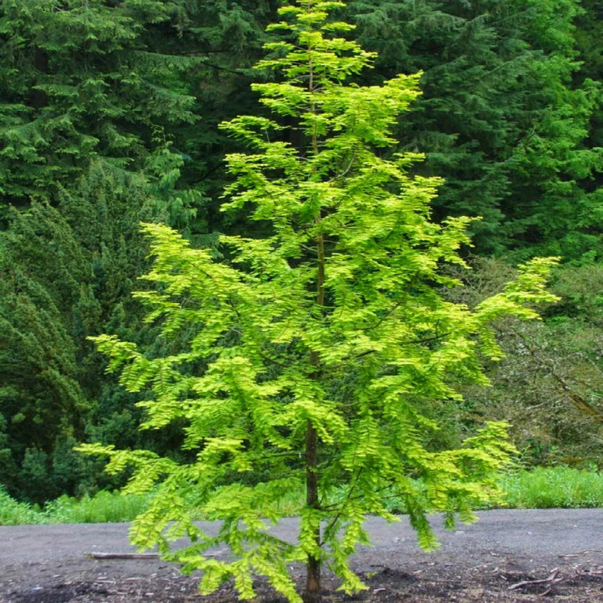 Dawn Redwood Tree