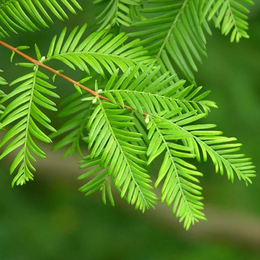 Dawn Redwood Tree