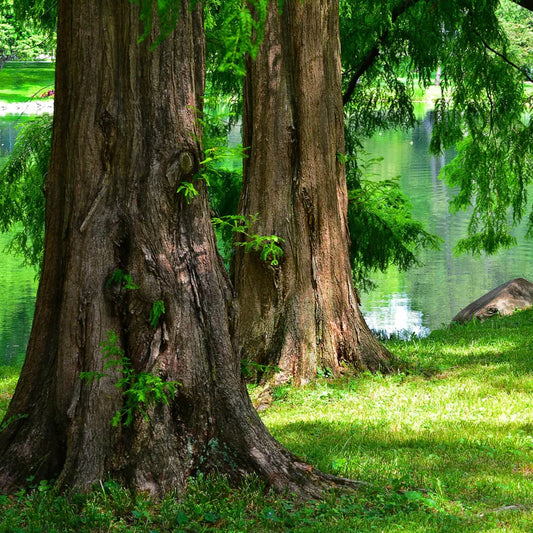 Dawn Redwood Tree