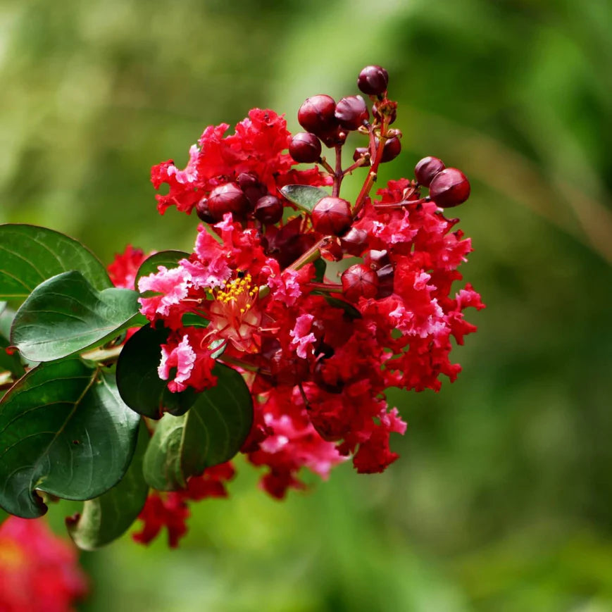 Crape Myrtle (Red) Tree