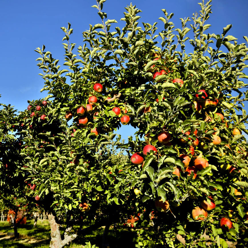 Gala Apple Tree