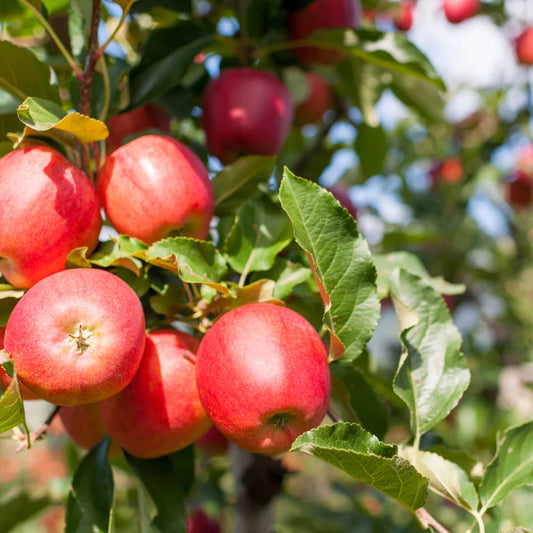 Gala Apple Tree