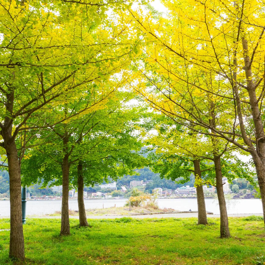 Ginkgo Biloba Tree