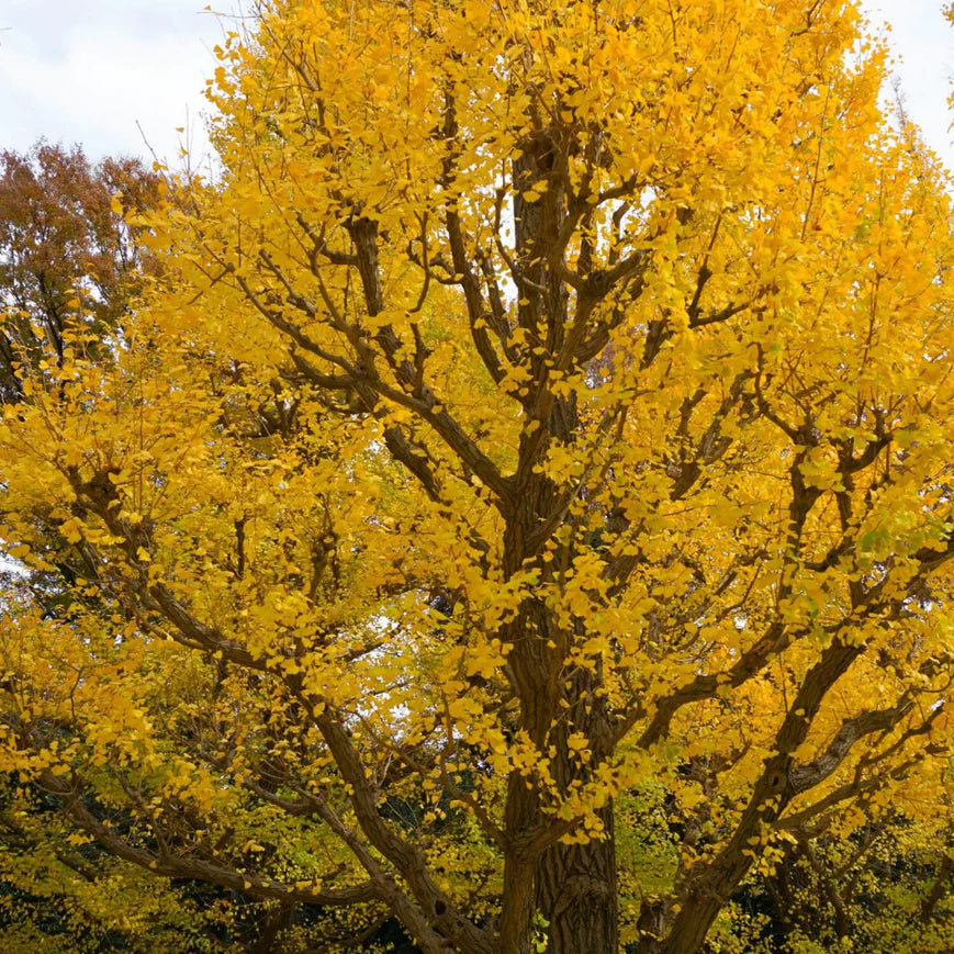 Ginkgo Biloba Tree