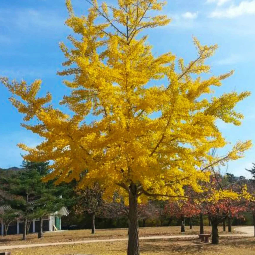 Ginkgo Biloba Tree