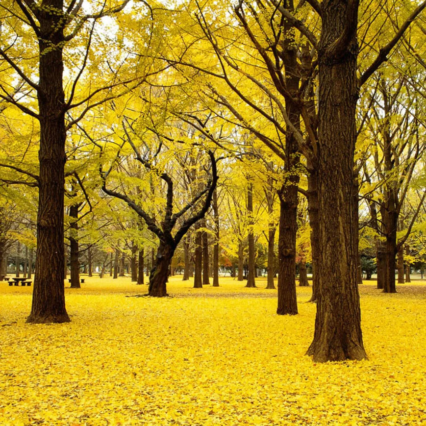 Ginkgo Biloba Tree