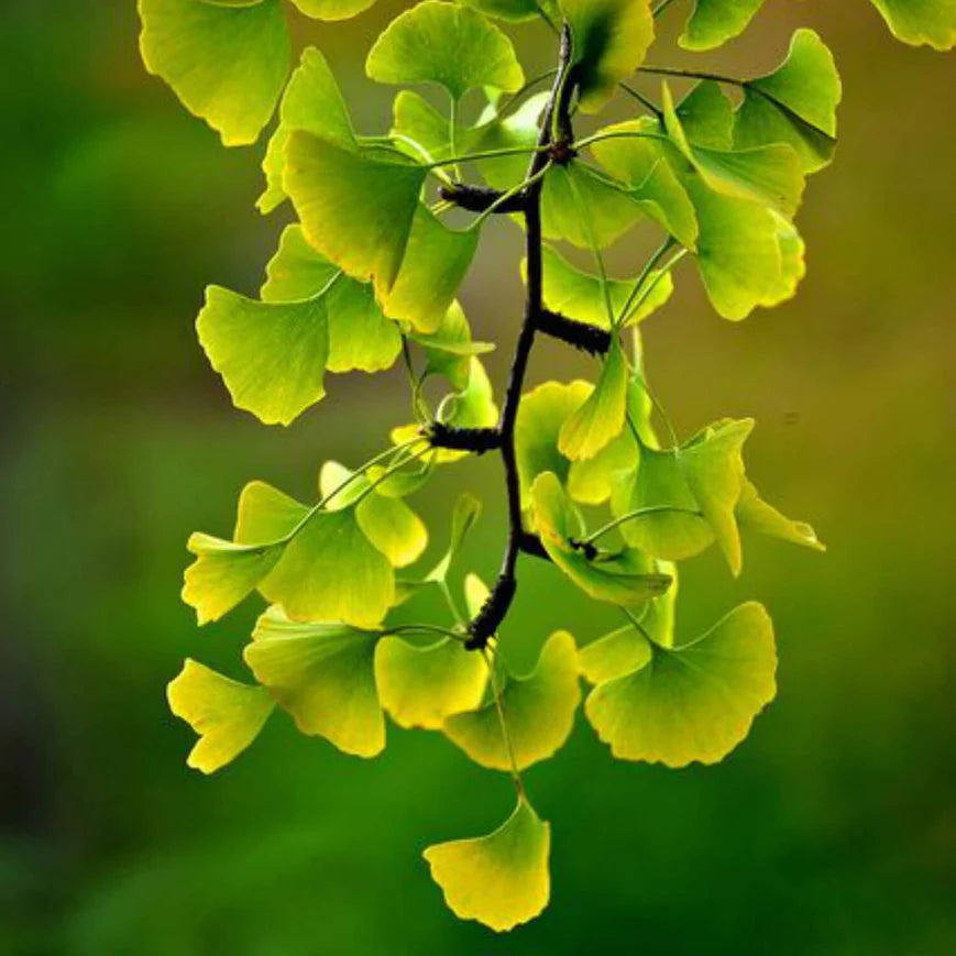 Ginkgo Biloba Tree