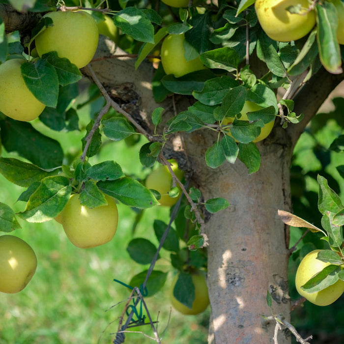 Yellow Delicious Apple Tree