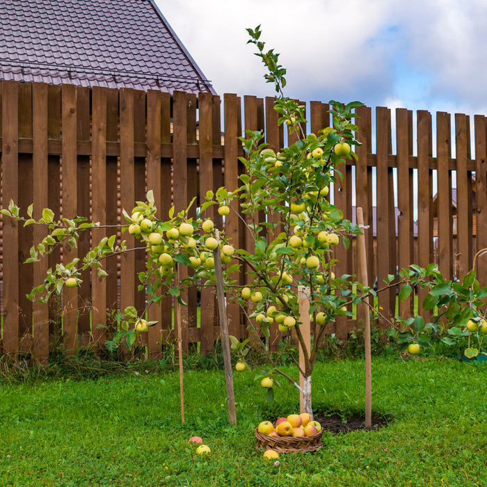 Yellow Delicious Apple Tree