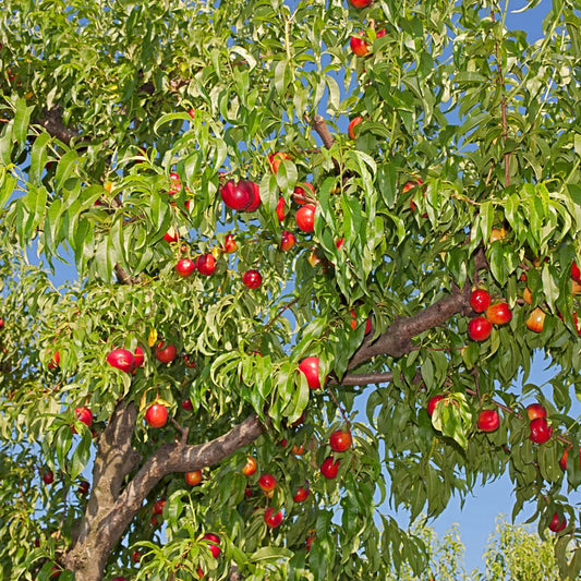 Harvester Peach Tree