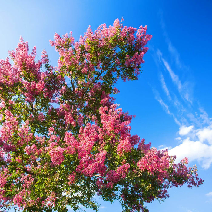 Crape Myrtle (Hopi) Tree