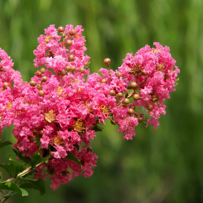 Crape Myrtle (Hopi) Tree