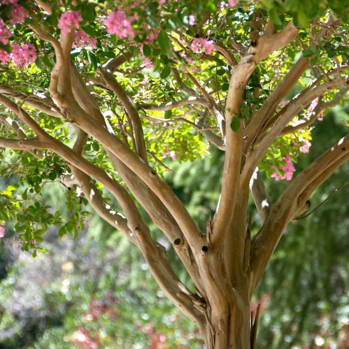 Crape Myrtle (Hopi) Tree