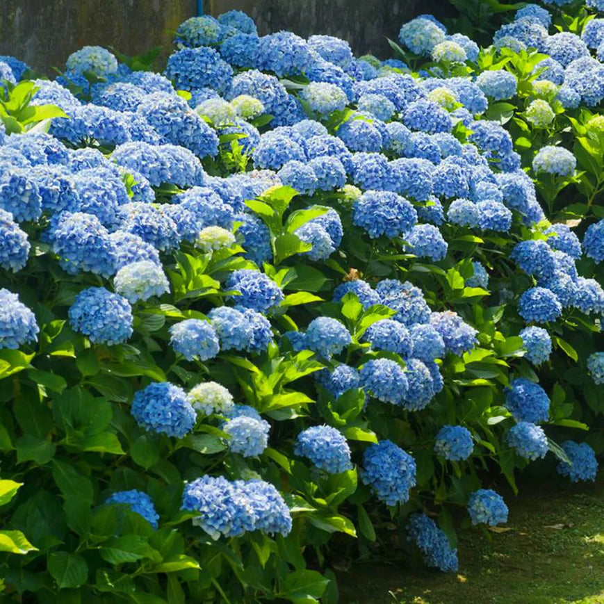 Hydrangea Shrub