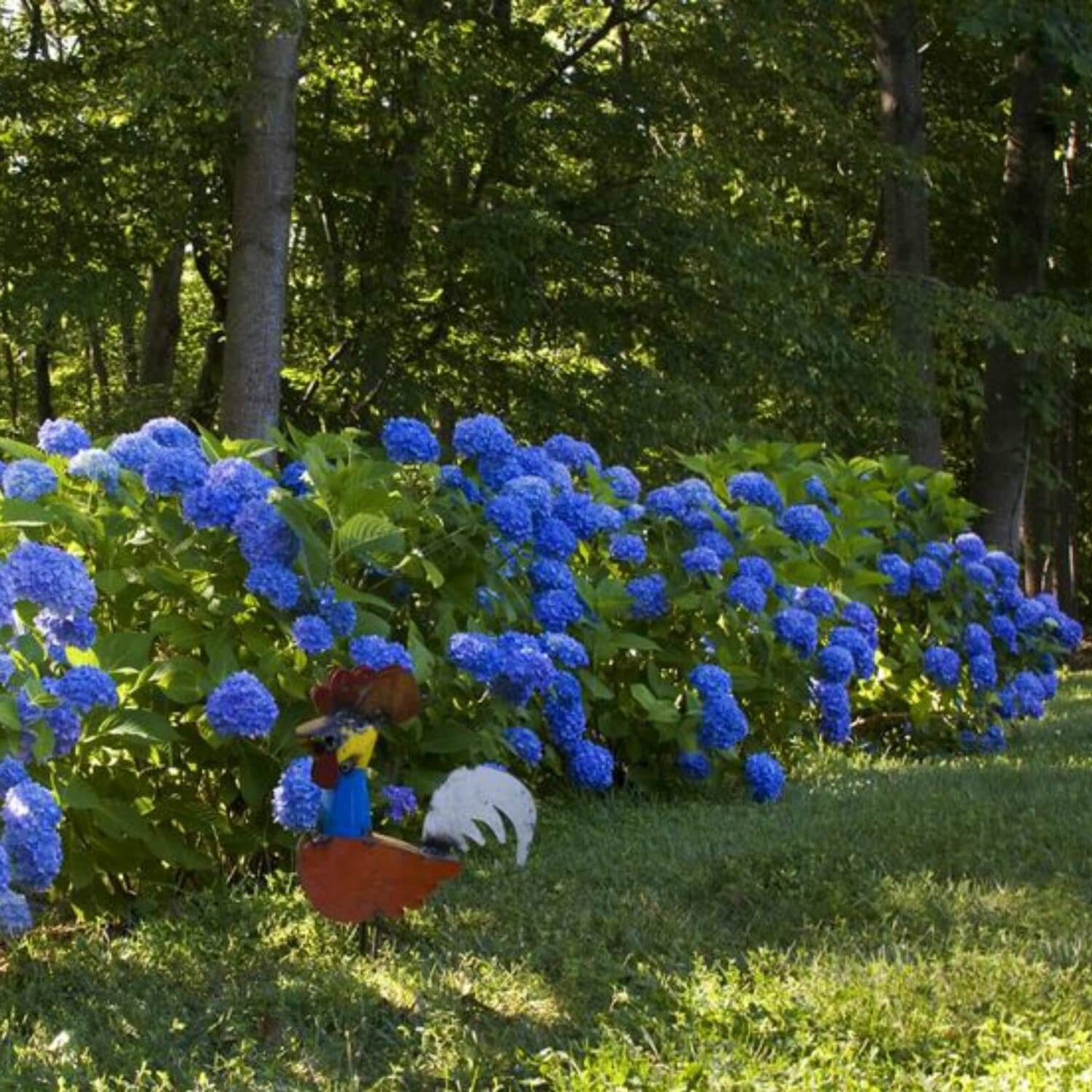 Hydrangea Shrub