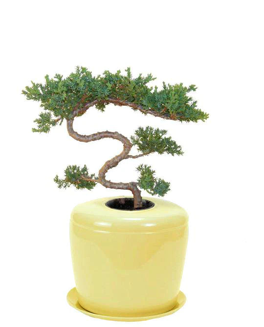 Living Urn Planter + Tiered Juniper Tree