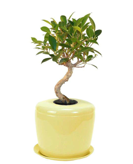 Living Urn Planter + Ficus Retusa Tree