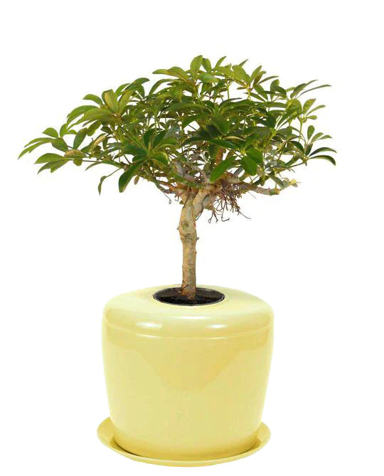 Living Urn Planter + Hawaiian Umbrella Tree